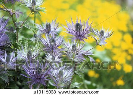 Stock Photo - Alpine Flowers - Col du Lautouret. Fotosearch