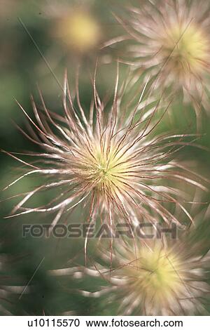Stock Image - Anenome pulsatilla -Pasque flower seed head. Fotosearch