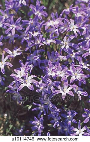 Chionodoxa-spring bulbs View Large Photo Image Stock Photograph - Chionodoxa-spring bulbs. Fotosearch