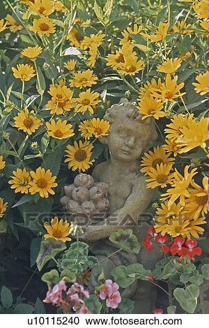 Coreopsis View Large Photo Image Stock Image - Coreopsis. Fotosearch
