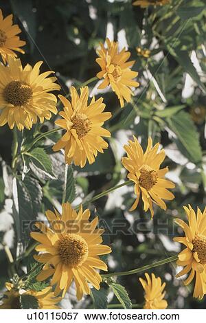 Coreopsis View Large Photo Image Stock Photo - Coreopsis. Fotosearch