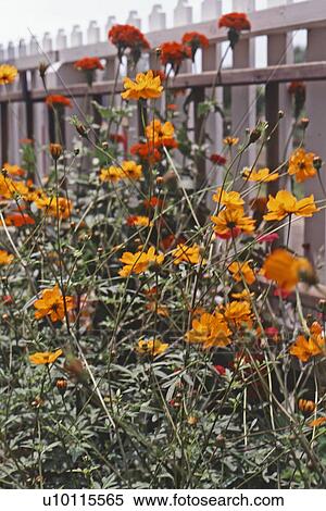 Cosmos Sulphureus View Large Photo Image Stock Photography - Cosmos Sulphureus. Fotosearch
