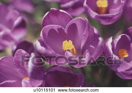 Stock Image - Crocuses. Fotosearch