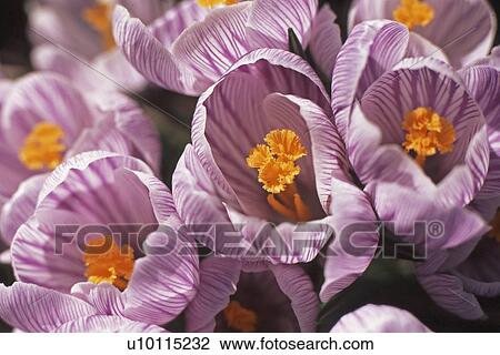 Crocuses View Large Photo Image Stock Image - Crocuses. Fotosearch