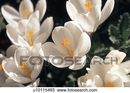 Crocuses View Large Photo Image Stock Image - Crocuses. Fotosearch