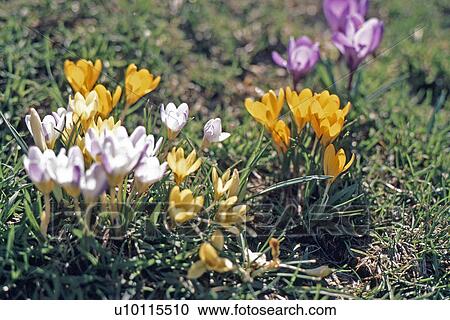 Crocuses View Large Photo Image Stock Image - Crocuses. Fotosearch