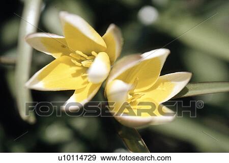 Stock Photo - Crocuses. Fotosearch
