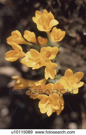 Stock Photo - Crocuses. Fotosearch