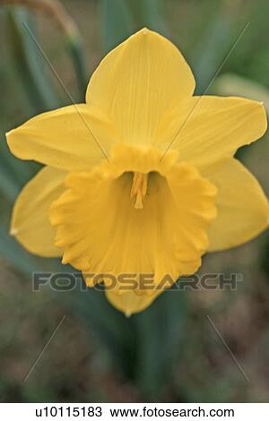 Stock Image - Daffodil. Fotosearch