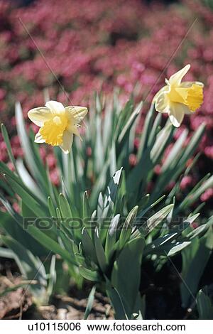 Daffodil View Large Photo Image Stock Photograph - Daffodil. Fotosearch