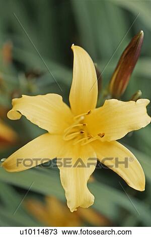 Day lily View Large Photo Image Stock Image - Day lily. Fotosearch