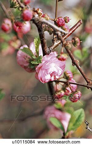 Flowering almond View Large Photo Image Picture - Flowering almond. Fotosearch