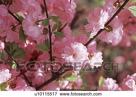 Flowering almond View Large Photo Image Stock Photo - Flowering almond. Fotosearch