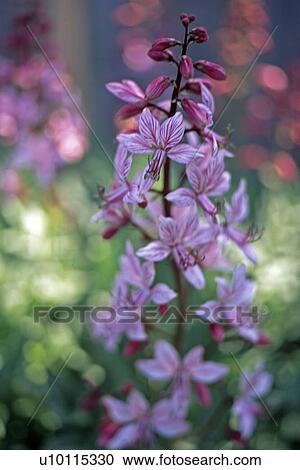 Stock Image - Gas plant flower. Fotosearch