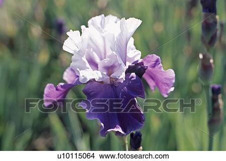Iris View Large Photo Image Picture - Iris. Fotosearch