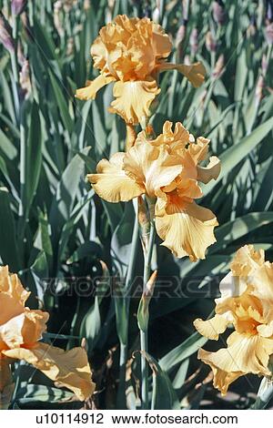 Stock Image - Iris. Fotosearch