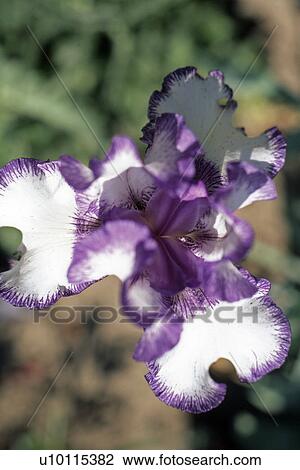 Iris View Large Photo Image Stock Image - Iris. Fotosearch