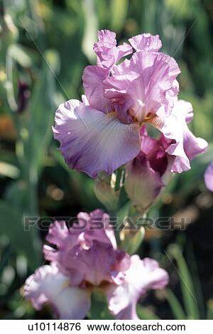 Iris View Large Photo Image Stock Photograph - Iris. Fotosearch