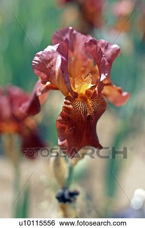 Stock Photograph - Iris. Fotosearch