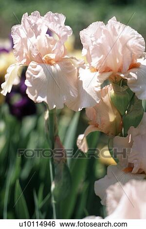 Irises View Large Photo Image Stock Photograph - Irises. Fotosearch