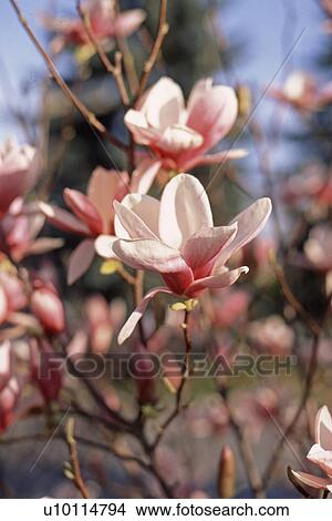 Picture - Magnolia. Fotosearch