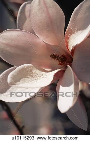Stock Image - Magnolia. Fotosearch