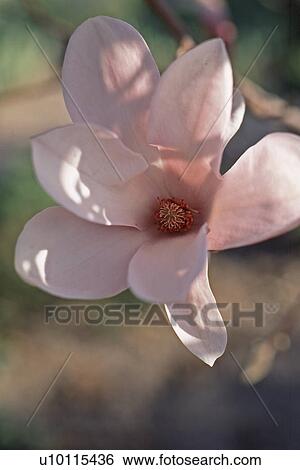 Magnolia View Large Photo Image Stock Photograph - Magnolia. Fotosearch