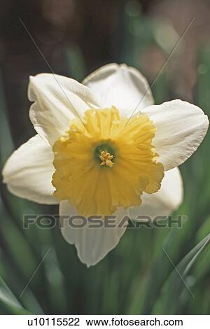 Narcissus View Large Photo Image Stock Image - Narcissus. Fotosearch