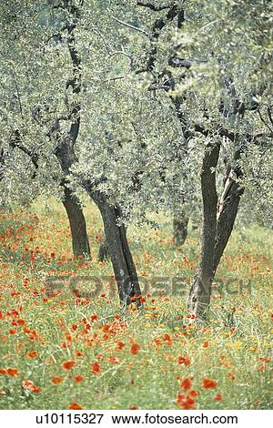 Stock Photo - . Fotosearch