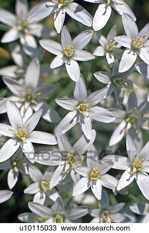 Ornithogalum -Star of Bethlehem View Large Photo Image Stock Image - Ornithogalum -Star of Bethlehem. Fotosearch