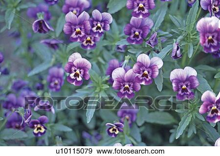 Stock Photo - Pansies. Fotosearch