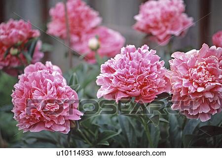 Stock Image - Peonies. Fotosearch