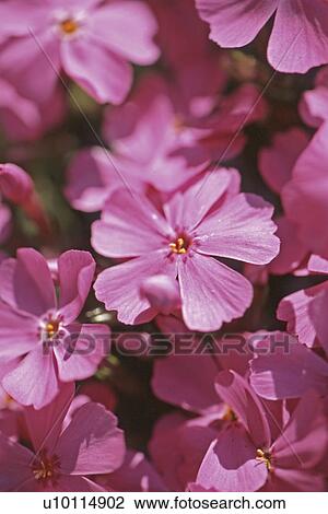 Phlox View Large Photo Image Stock Image - Phlox. Fotosearch