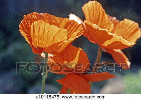 Poppies View Large Photo Image Stock Photography - Poppies. Fotosearch