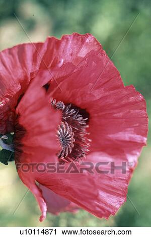 Poppy View Large Photo Image Stock Image - Poppy. Fotosearch