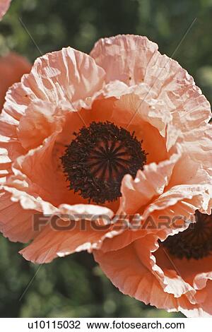 Poppy View Large Photo Image Stock Image - Poppy. Fotosearch