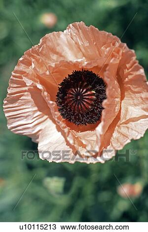 Poppy View Large Photo Image Stock Image - Poppy. Fotosearch