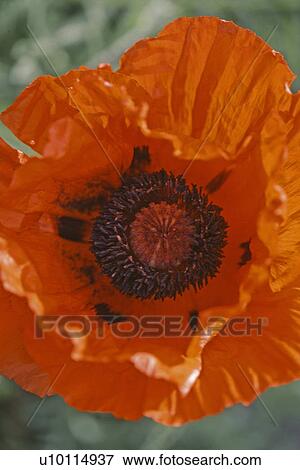 Poppy View Large Photo Image Stock Photo - Poppy. Fotosearch