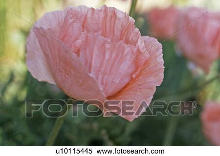 Poppy View Large Photo Image Stock Photography - Poppy. Fotosearch