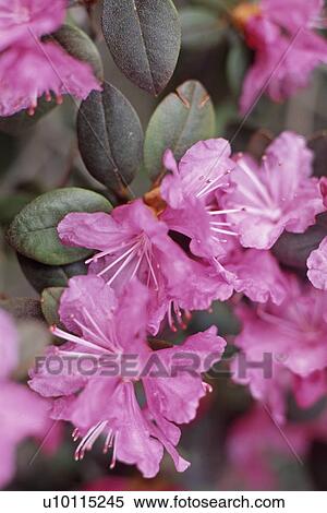Stock Photography - Rhodedendron. Fotosearch
