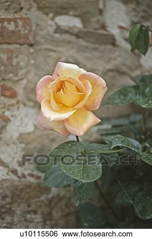 Rose View Large Photo Image Stock Photograph - Rose. Fotosearch