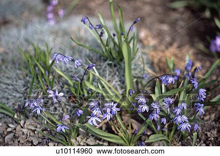 Stock Image - Scylla. Fotosearch