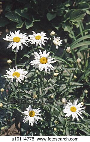 Stock Photo - Shasta Daisy. Fotosearch