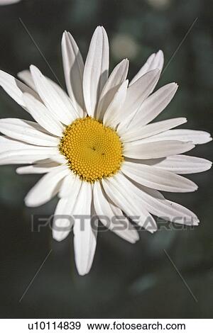 Shasta daisy View Large Photo Image Stock Photo - Shasta daisy. Fotosearch