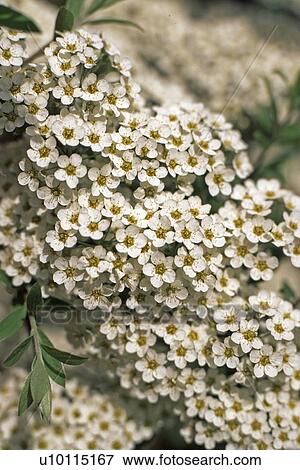 Spiraea-bridal wreath View Large Photo Image Stock Photo - Spiraea-bridal wreath. Fotosearch