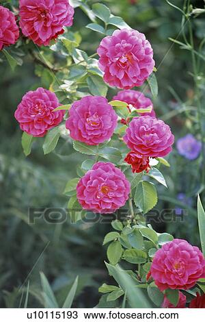 Stock Image - Spray of roses. Fotosearch