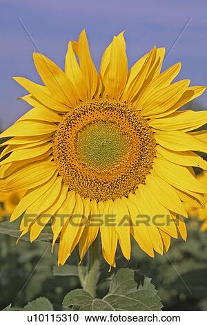 Sunflower in Italy View Large Photo Image Stock Image - Sunflower in Italy. Fotosearch