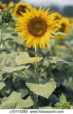Stock Image - Sunflower. Fotosearch