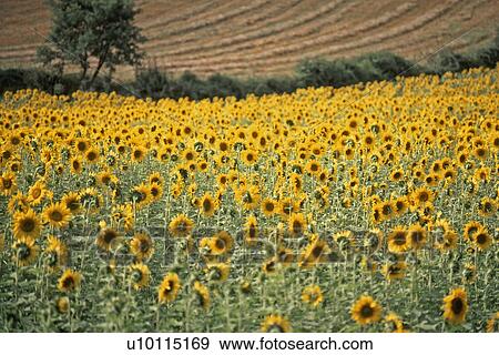 Stock Photo - Sunflowers in Italy. Fotosearch