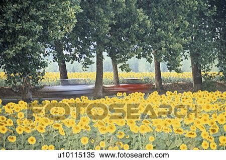 Stock Photography - Sunflowers in Italy. Fotosearch